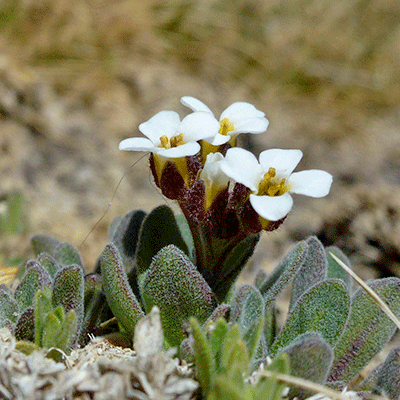 Draba