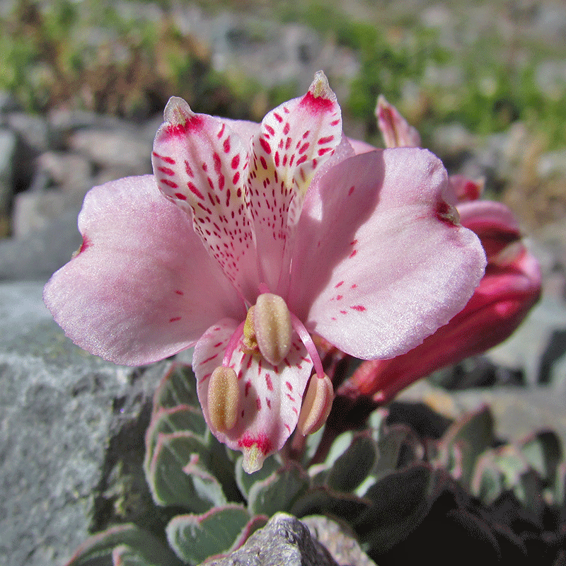 Flor del águila