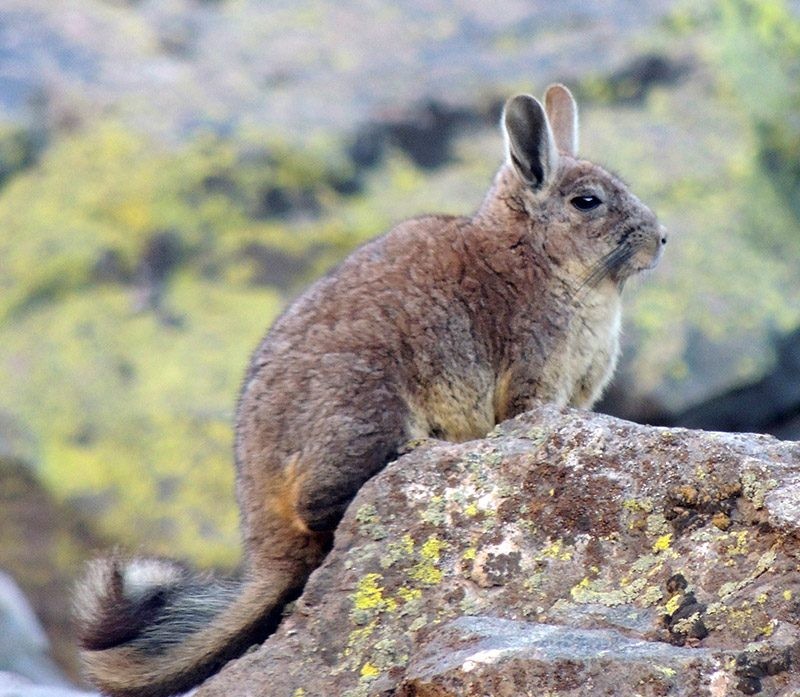 Vizcacha